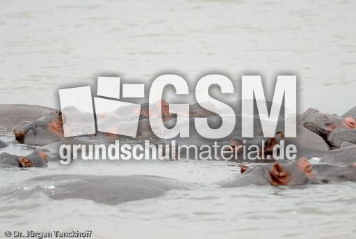 Flusspferd (54 von 104).jpg